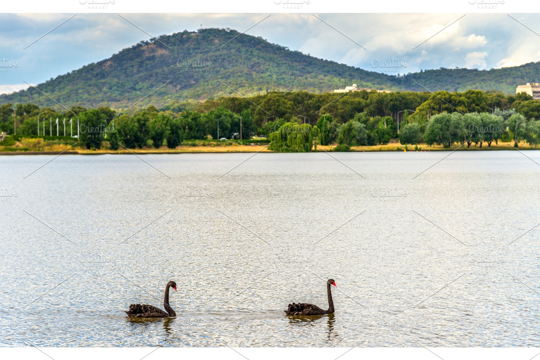 Black swans on Lake Burley Griffin in Canberra, the capital of Australia, an Animal Photo by Leonid Andronov