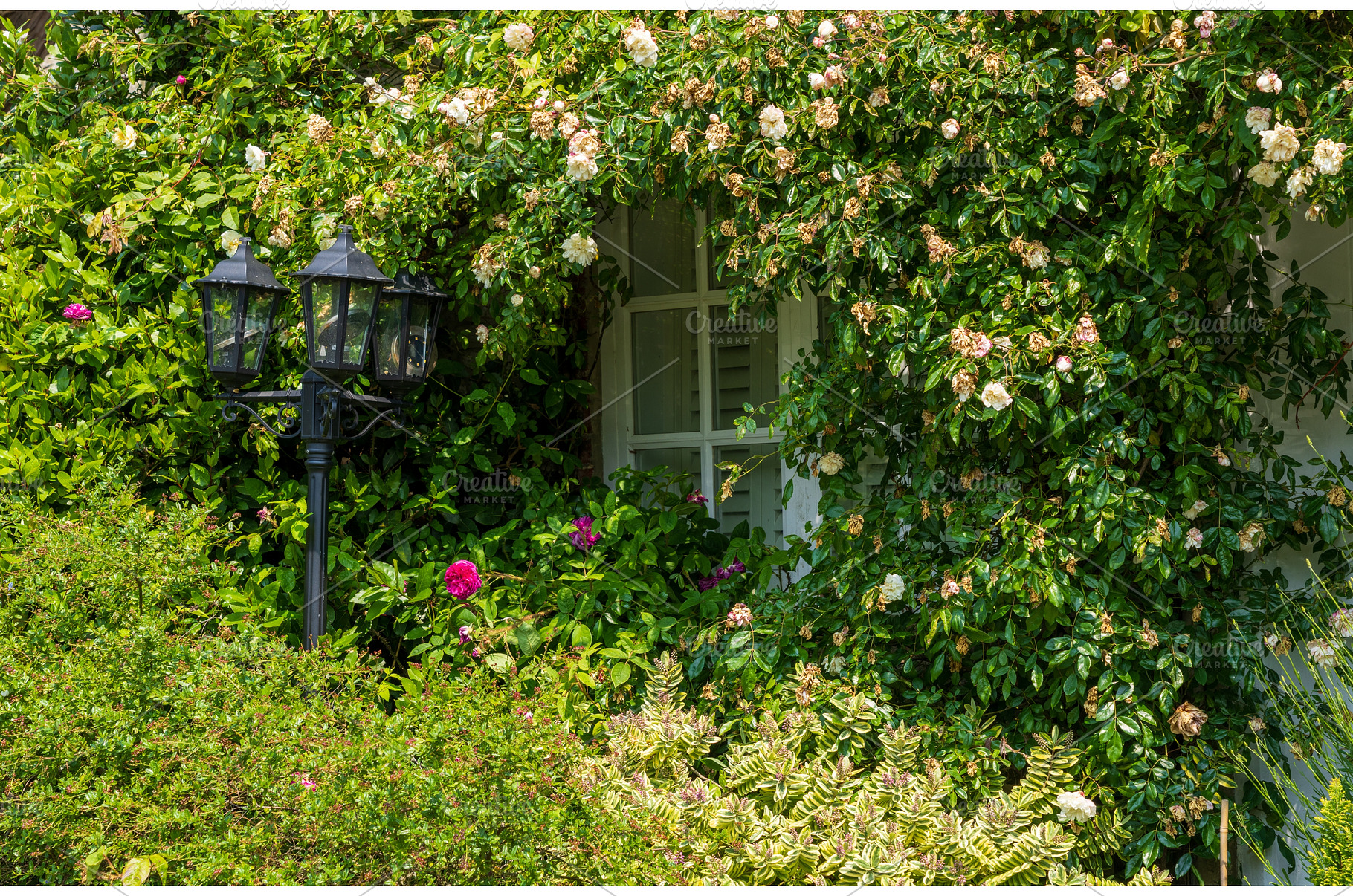 Overgrown roses surround a small, an Architecture Photo by Backyard Stock