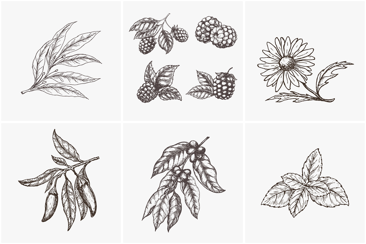 Hand drawn vector plants, a Food Illustration by SHom (Photo 8 of 17)