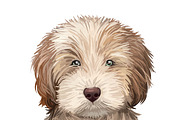 Dogs Cross Breeds 56 Animals Bundle, an Animal Illustration by Dneprstock (Thumbnail 24 of 55)