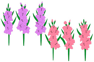 Set Gladiolus Flowers Vector