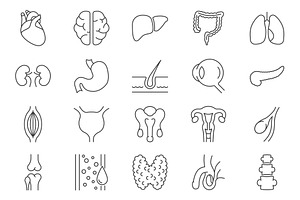 Internal Organs Vector icons Set, an Outline Icon by Oleksii