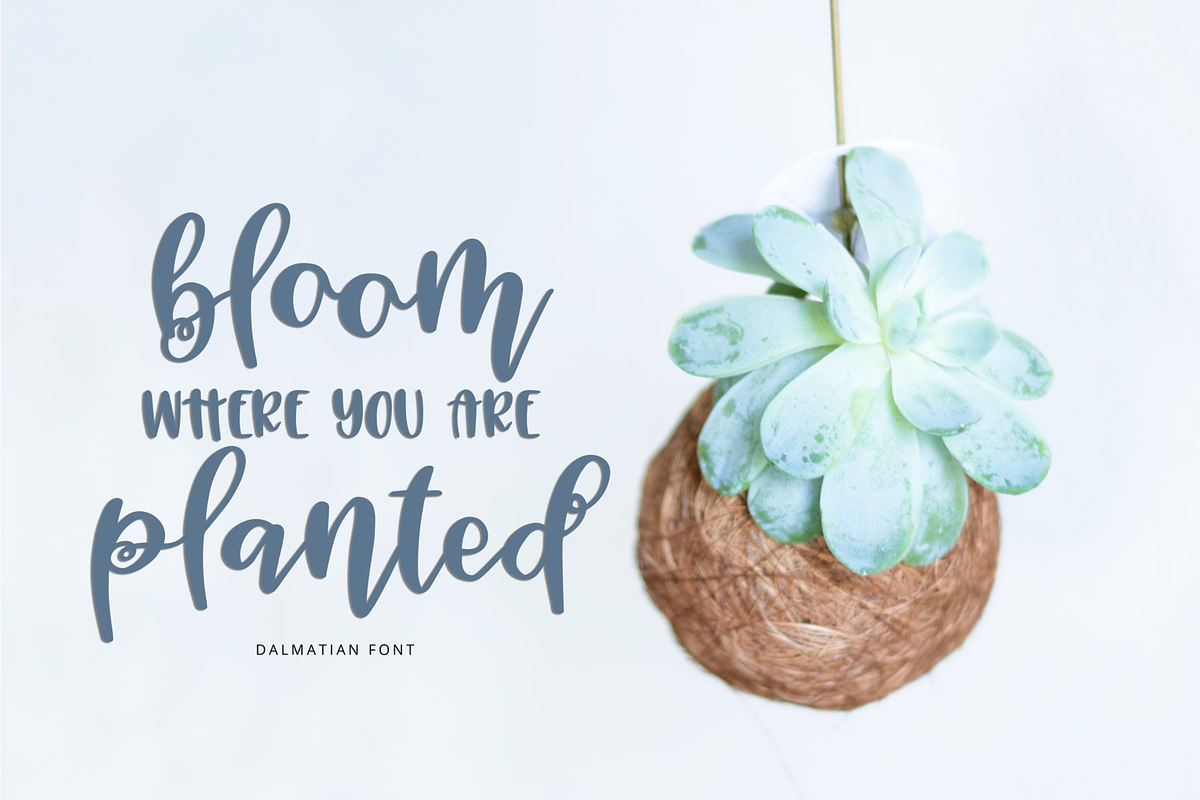 Dalmatian Script Font preview 4