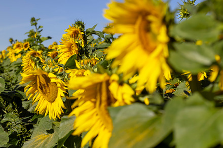 Beautiful blooming yellow sunflowers in the summer, a Photo by MyPhotos