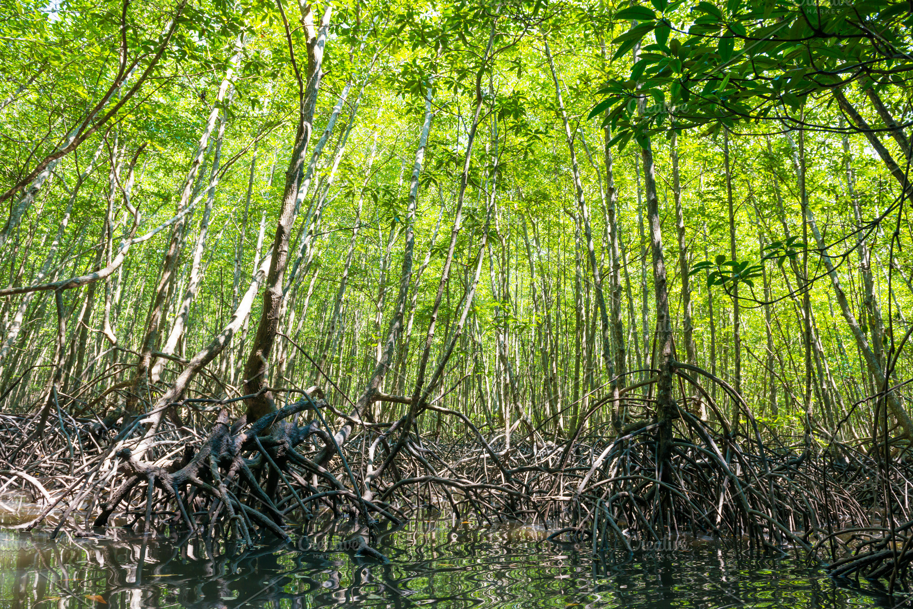 Tropical mangrove forest, a Nature Photo by Vapi