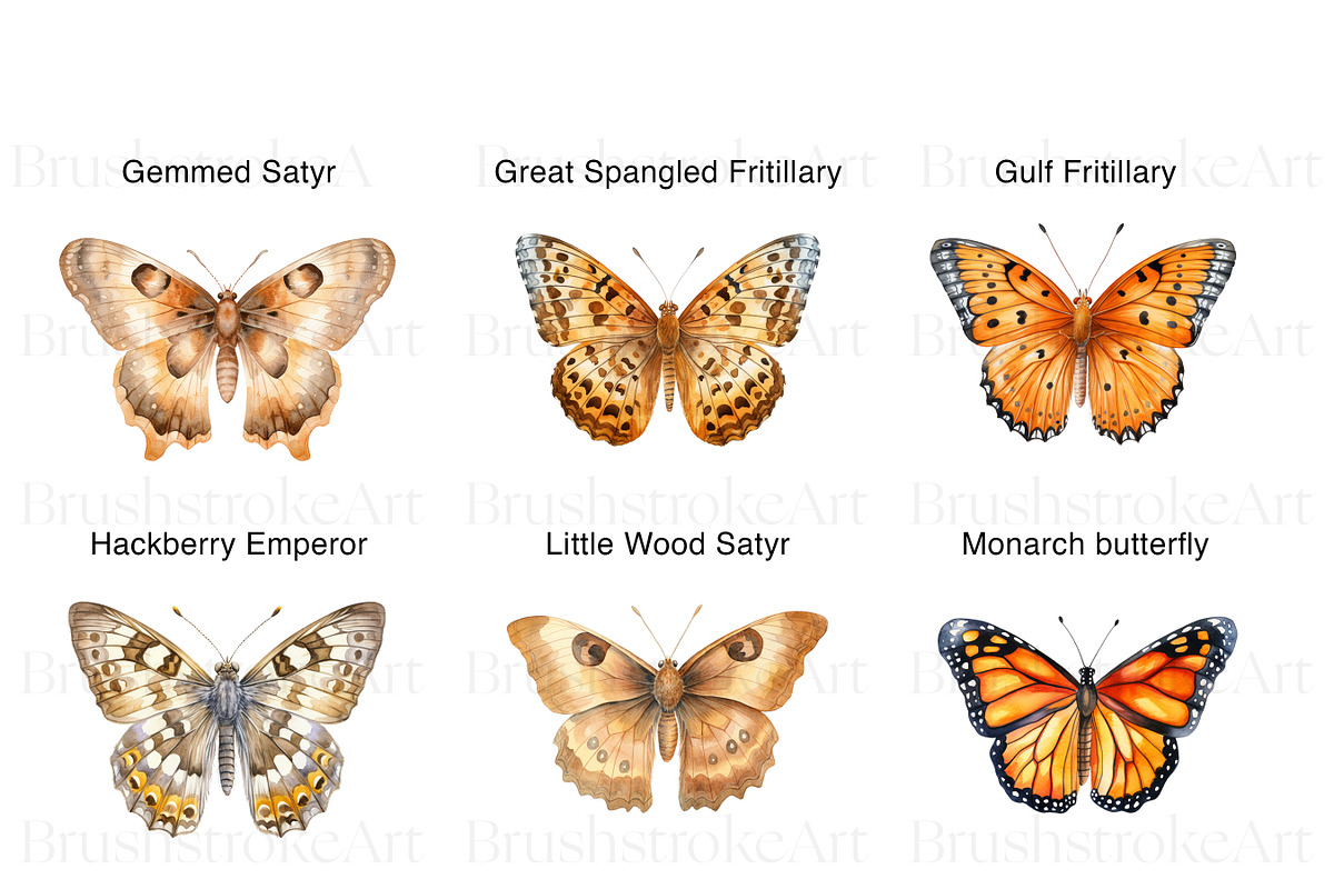Watercolor Butterfly Species Clipart, an Animal Illustration by BrushstrokeArtGB (Photo 4 of 9)