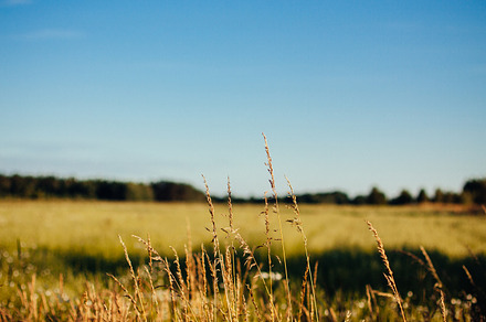 Crop Field 2 Stock Photo Containing Nature And Crop preview 4