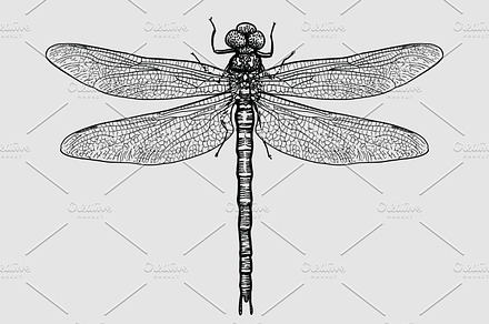 Dragonfly illustration