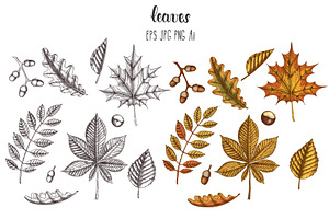 Pumpkins And Leaves Set