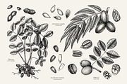 Superfoods: Fruit & Nuts Vector Set, a Food Illustration by Yevheniia (Thumbnail 6 of 11)