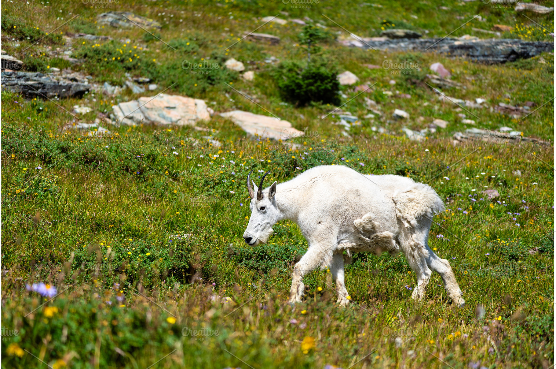Mountain Goat walking in a meadow at, an Animal Photo by Leonid Andronov