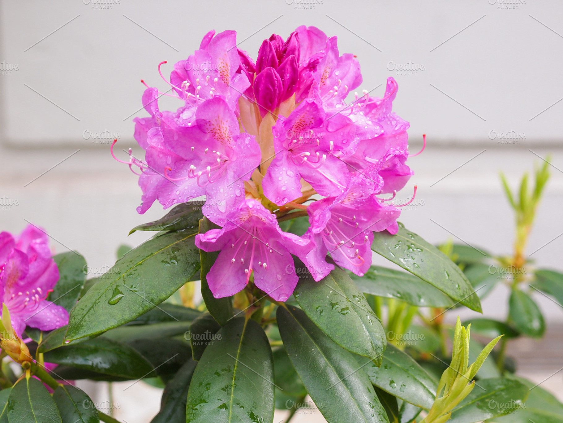 Pink Azalea Flower