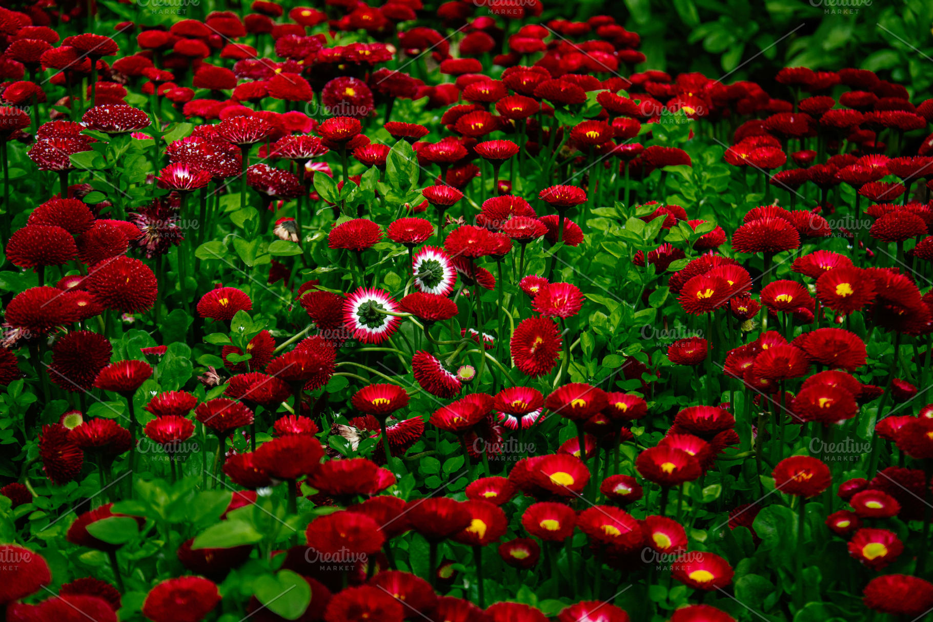 Vibrant red flowers bloom in a Reykjavik, Iceland, garden with lush greenery, a Photo by AS photostudio