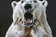 236 surprised animals, an Animal Photo by Handmadefont (Thumbnail 129 of 241)
