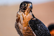 Emirates - Premium Lightroom Presets, an Action Add-On by PhotoMarket (Thumbnail 27 of 65)
