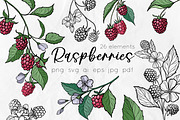 Raspberry | Line art & Color vector, a Decorative Illustration by Dervik Art Store (Thumbnail 1 of 8)