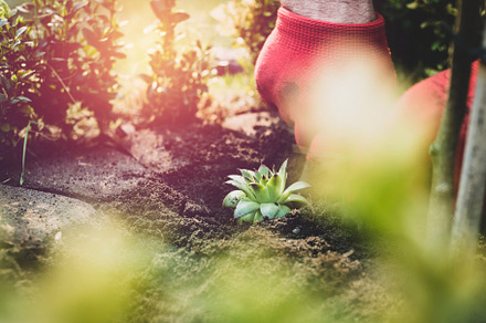 Work in the garden stock photo containing gardening and garden