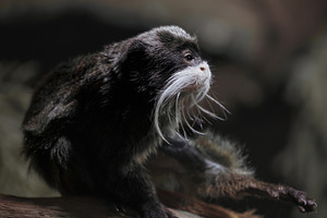 Emperor tamarin with white whiskers, an Animal Photo by Perpis