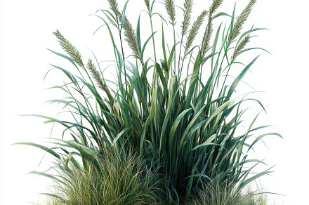 Lush Green Grass Isolated on White B, a Background Photo by Pixeness