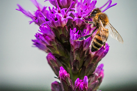 Bee Fly By preview 6