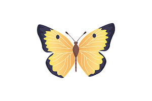 Butterfly Of Yellow Color Vector