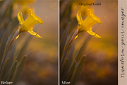 Golden Lightroom Presets, an Action Add-On by CL Creative Studio (Thumbnail 2 of 9)