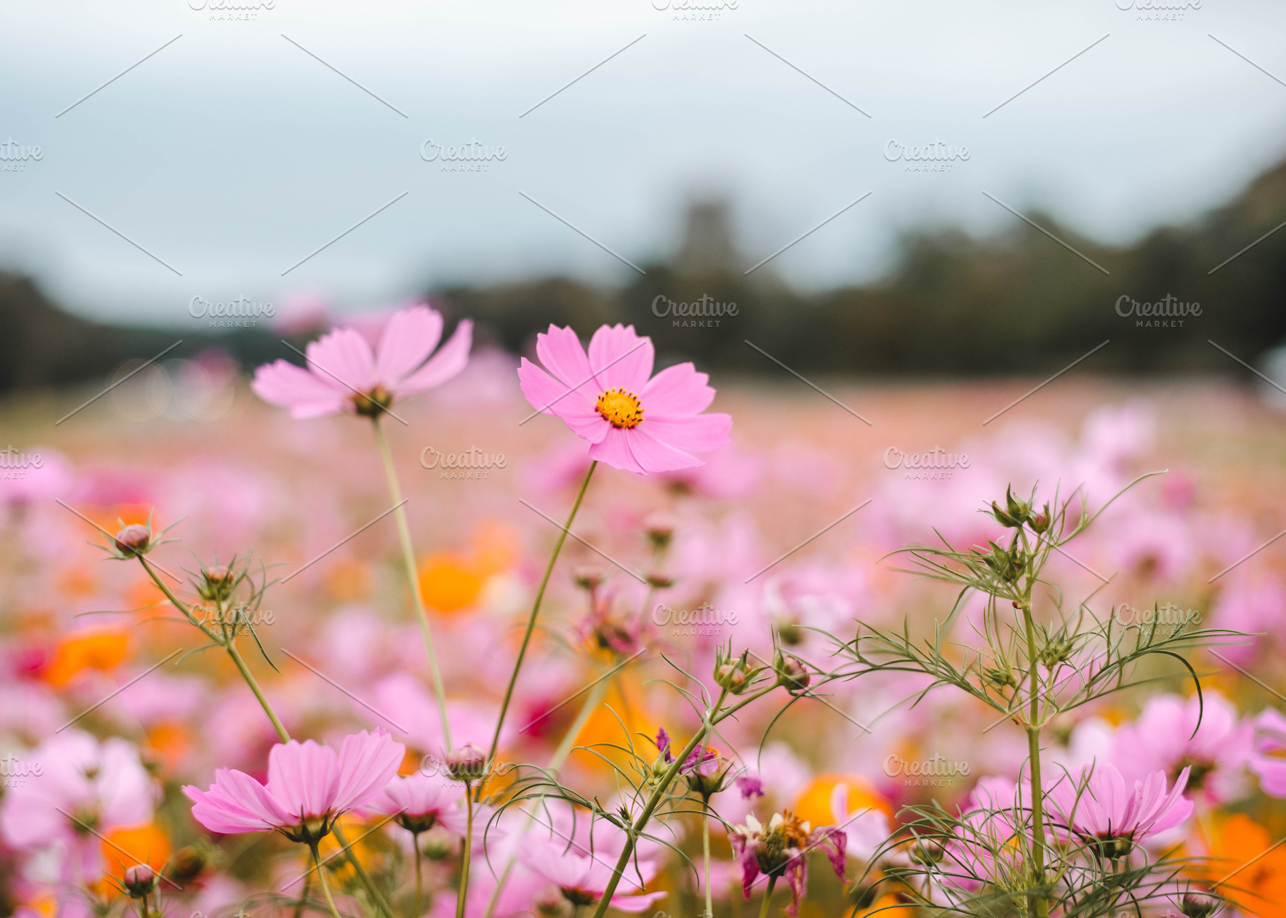 Wildflower Field, a Photo by katiebellini