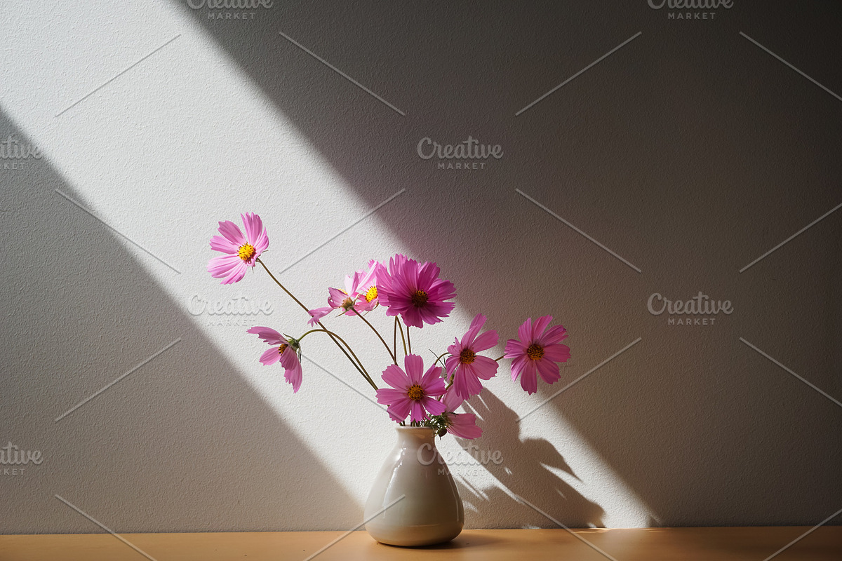 Cosmos Flower in Pot - close up, a Photo by Merinda Designs (Photo 2 of 2)