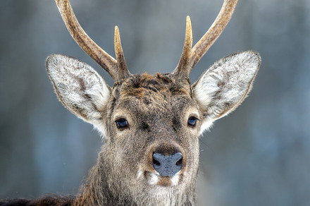 Portrait male deer in the winter forest. Animal in natural habit, an Animal Photo by Byrdyak