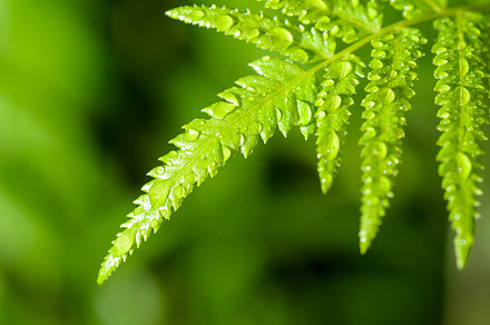 Water drops on green fern stock photo containing fern and closeup, a Nature Photo by yongkiet jitwattanatam
