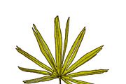 Watercolor palm leaves clipart, an Illustration by Watercolor_Vector Graphic (Thumbnail 9 of 15)