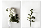 Floral Photography Bundle, a Nature Photo by Creative Moxie Studio (Thumbnail 5 of 7)
