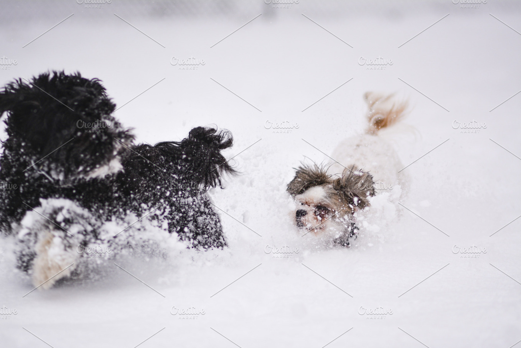 Puppies in snow