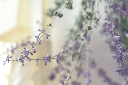 Russian Sage floral image