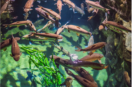 aquarium colourfull fishes in dark, an Animal Photo by Elizaveta Galitskaya