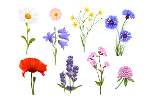 Realistic Wildflowers. Isolated