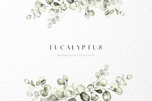 Eucalyptus watercolor illustrations