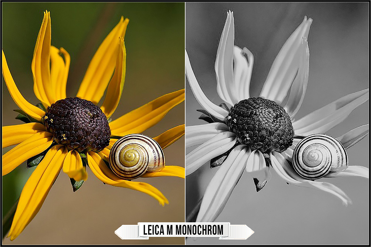 Leica Monochrom Profiles, a Plug-in Add-On by Raztrend (Photo 3 of 31)