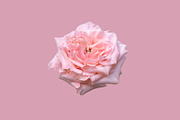Pink rose, a Photo by Bloomstock studio (Thumbnail 2 of 2)
