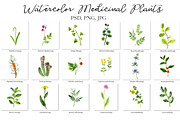 Watercolor Medicinal Plants, a Healthcare Illustration by cat_arch_angel (Thumbnail 3 of 7)
