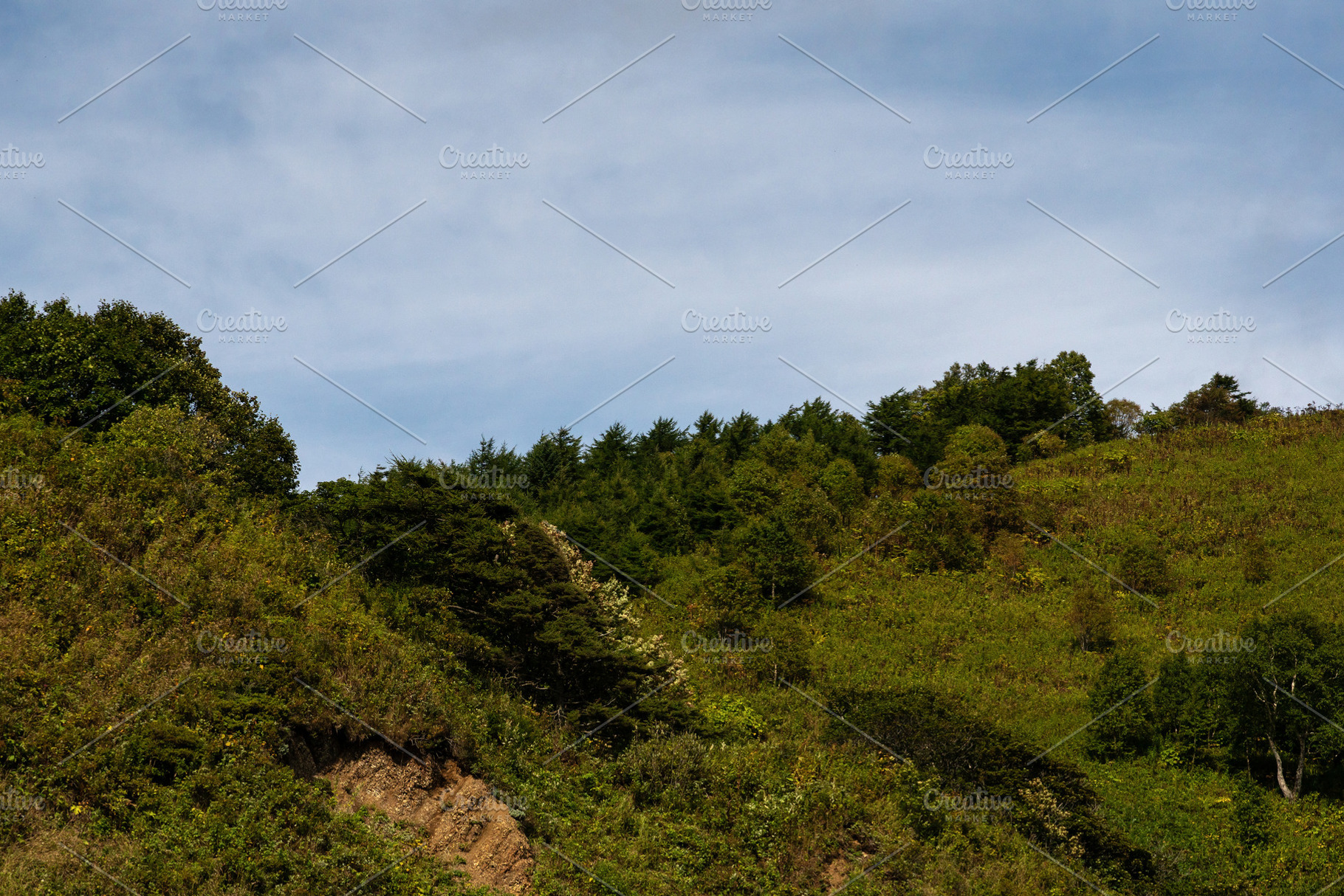 Green forested hillside under clear, a Nature Photo by Elena Vagengeim