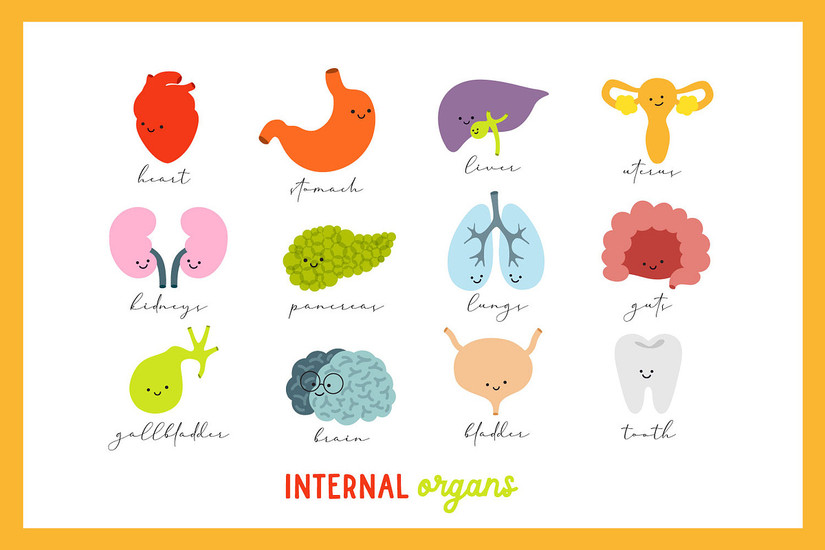 Internal Organs, a Photo by Anna (Photo 2 of 2)