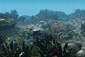 Underwater Coral Reef Habitat Ocean