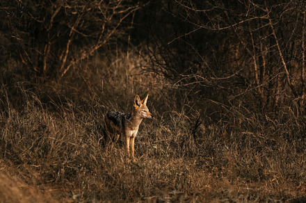 Jackal camouflage in the thick african bush, an Animal Photo by Kzara Visual Concepts
