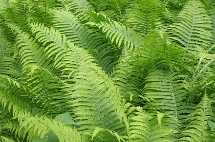 Ferns featuring fern, ferns, and leaves, a Nature Photo by WorldPhotos