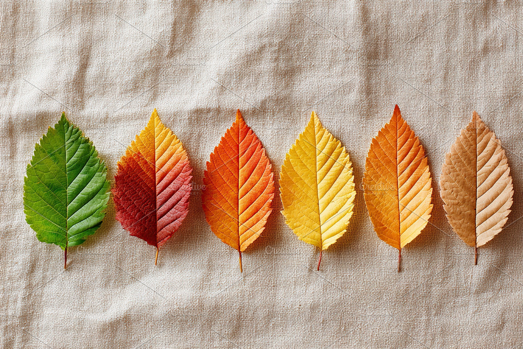Collection of handpicked autumn leaves showcasing vibrant colors and textures i, a Photo by AlyaAnd