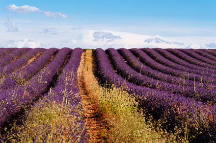 Purple Lavender Fields. Summer sunset landscape in Brihuega, a Nature Photo by Architect´s eye