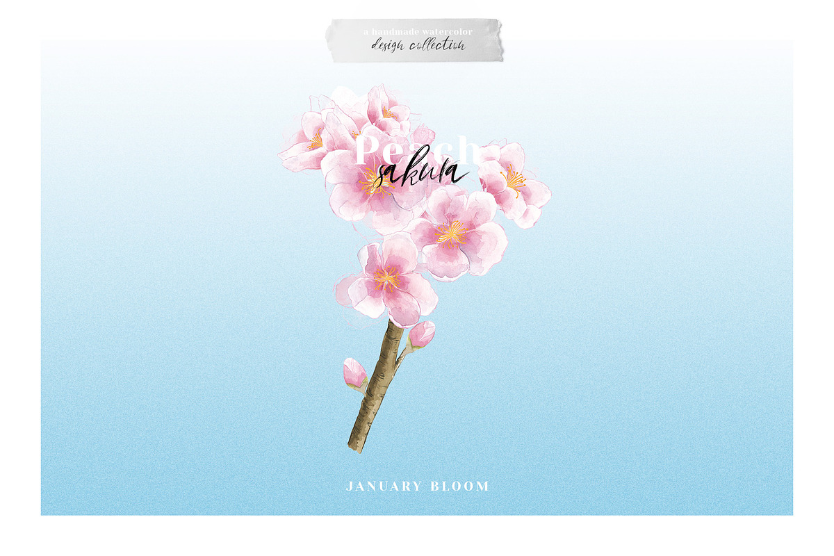 Sakura | Cherry Blossom Florals, an Illustration by January Bloom (Photo 6 of 11)