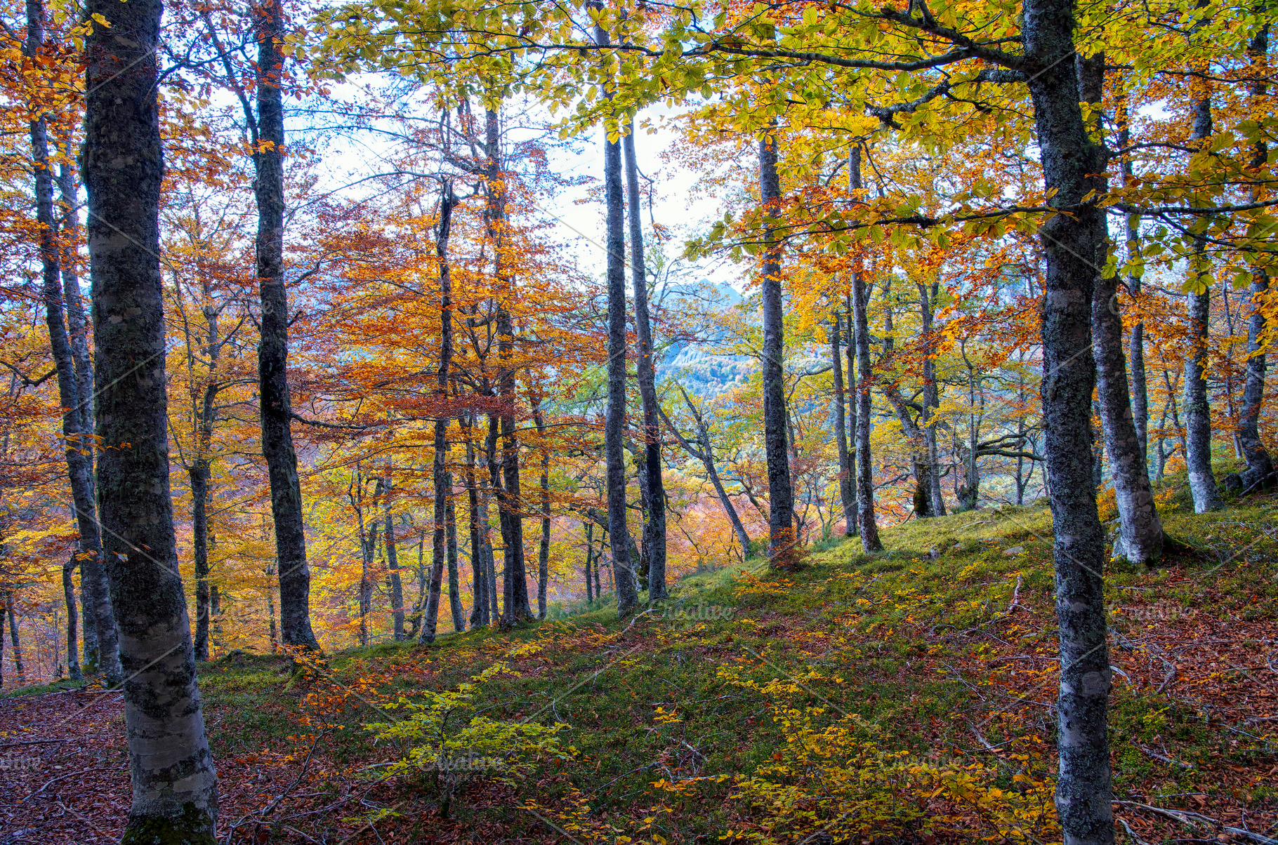 Beech forest on the way to the Vegabaño mountain refuge in Soto de Sajambre, P, a Nature Photo by CreativePhotoSpain