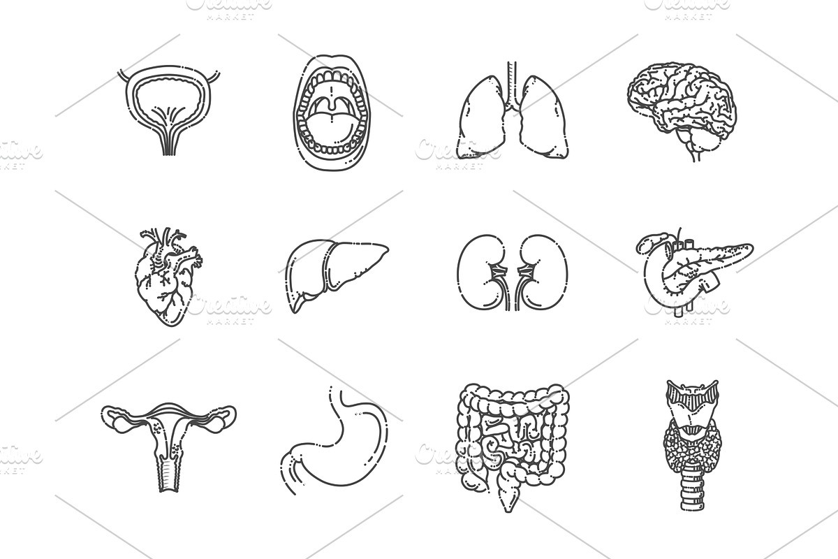 Internal Organs.Vector illlustration, a Healthcare Illustration by Tettygreen (Photo 1 of 3)